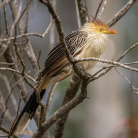 Guira Cuckoo